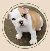 Bulldogs For Sale in Oklahoma
We raise our prize AKC registered English & French Bulldogs in the quiet countryside setting of Oklahoma's green country.