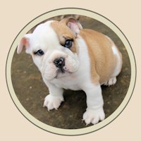 Leslie's Oklahoma French & English Bulldogs(@LesliesBulldogs) 's Twitter Profile Photo