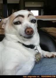 bollock_the's profile picture. Too young too die. Too old to grow up!!!