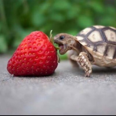 if you follow me I will follow you straight back!