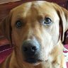LabMom0022's profile picture. 