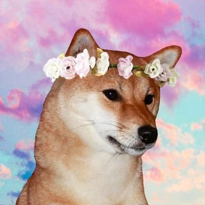 Whiskey The Inu At Whiskeytheinu Twitter