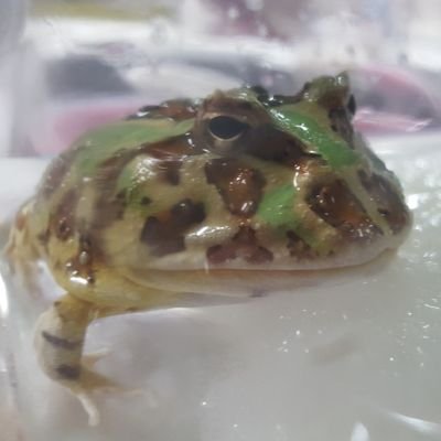 まりも🐸さんのプロフィール画像