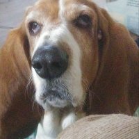 🌈Another Piece of my ❤️is Basset🌈 (@bjbassethound) 's Twitter Profile