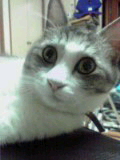 yamori813's profile picture. 座右の銘:明日は明日の風が吹く(Tomorrow is another day.) 元ならず者技術屋 エアチェック用Mac OS Xアプリ「猫のお留守番」作ってます