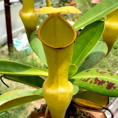 ✥ ミツバハマゴウ ✥ ユーカリポポラス ✥ ロシアンオリーブ ✥ フレッシュ ✥ ミツバハマゴウ ✥ ユーカリポポラス ✥ ロシアンオリーブ