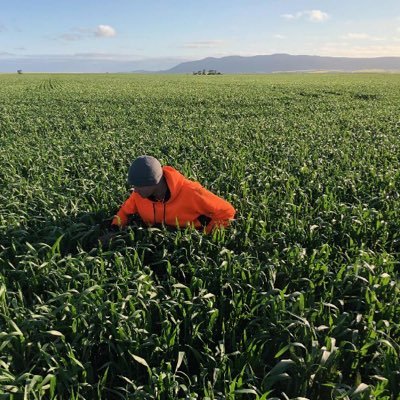 LochieSiegert's profile picture. Wheat, canola, barley, lupin and sheep farmer on the Lower Eyre Peninsula 🌾 Fill in spare time chasing big fish 🎣