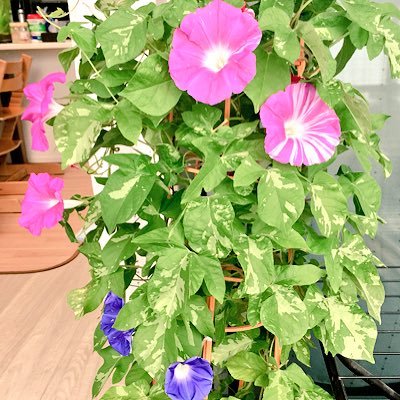 柏の葉/柏たなか/流山おおたかの森に出没。ちいかわ/ちい活。小学生母、中学受験するのかしないのか…小3から学童代わりに塾通い…