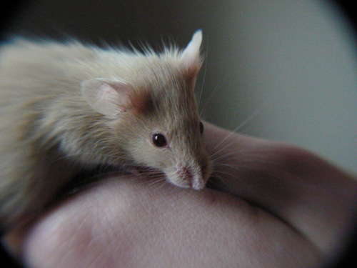 Ratonolfo's profile picture. VIVO EN UNA JAULA y soy un pobre RATON al que NADIE QUIERE ay ay ay y @elgatopolar me odia. MUCHO.