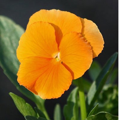 adventureseer's profile picture. Jesus is the lover of my soul and He is the one that has made me whole.