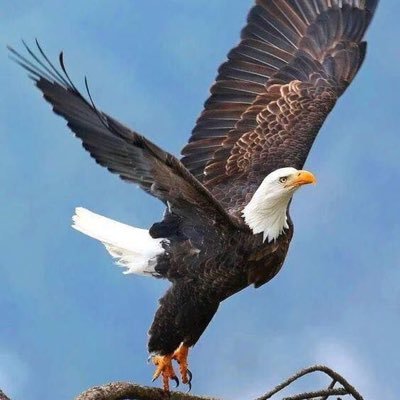 1stRoyal1's profile picture. 