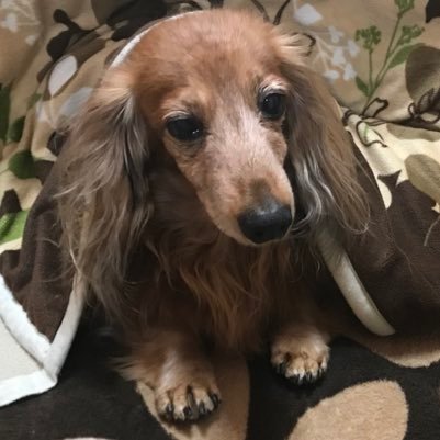 maron32442071's profile picture. マロン♂ 2003.7.17生まれ ミニチュアダックス🌈 2021.5.28(17歳10ヶ月11日)🌈お空へお引越し🍀🐕 #虹組飛行隊 隊員No.79✈️🌰✨ #チームダックス⚽️ #秘密結社老犬倶楽部天国支部  #虹組保護者会