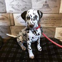 Pepper The Dalmatian (@dalmatian_the) 's Twitter Profile