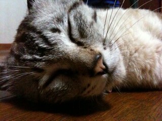 demeashi's profile picture. 映画が好き。なまけもの。バカ正直。泣き虫。目がデカい。酒に弱い。浪費家。天気頭。胃が弱い。