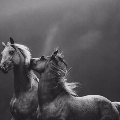 Naif03034219's profile picture. SONY