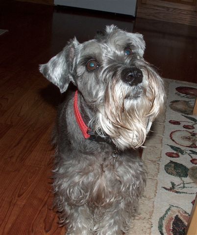 jmfvausa's profile picture. That's my boy, Fred, in the pic.  Sorry, but I wasn't able to upload one of me.