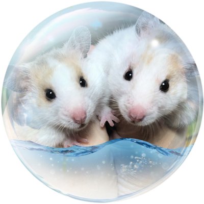 みかんとハムスターちゃんねる 動画更新しました サブチャンネルのリメイク版です リメイク版 成長して毛の生えた赤ちゃんたち T Co P9f6i5lfai Youtubeさんから ハムスター 赤ちゃん リメイク