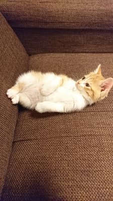 De9zQl8wAbaKxXQ's profile picture. Aimer大好き❤
Tielle大好き💕