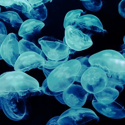 jellyfish_read Profile Picture