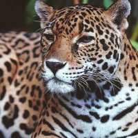 The Jaguar Journal (@gvhsjagjournal) 's Twitter Profile