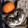 ALex49632018's profile picture. 猫🐈お豆腐と海とランエボ大好き💕『負けまじき軍に負け亡ぶまじき家の亡ぶるを人みな天命と言う。某に於いては天命とは思はず、みな仕様の悪しきが故と思うなり。』⚔️趣味はドライブ、読書、映画鑑賞、植物🌱🪴水槽6年目🐠Every time I think about you, I smile.