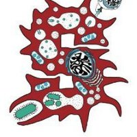 Stanford Immunology (@stanfordimmuno) 's Twitter Profile