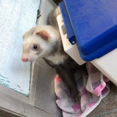 ODVQM7uxkfPsfm9's profile picture. 松前 →元伊予農36R 今の夢:バイクの中型免許を取ること!（YZF-R25に乗りたい…