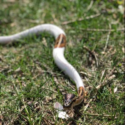 MythicalPythons's profile picture. Quailty ball pythons at your fingertips.