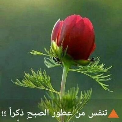 زمالكاوي
مهندس مدني وبحترم شغلي
اتكلم في الكرة فقط
مدريدي بس صلاح فوق الجميع الحياه قذرة لاتكن مقتولا وتطلب الشفقة بل كن قاتلا واطلب