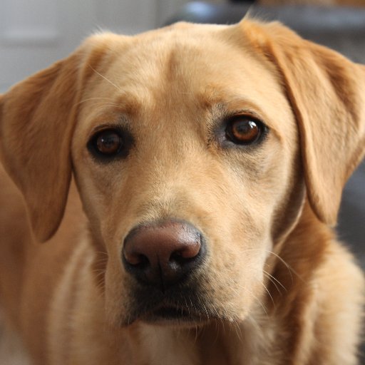 Brexit4good's profile picture. Never be afraid to try anything new. remember, a lone amateur built the ark whilst a team of professionals built the titanic.