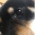 しば犬部隊　凡人探索者5巻&漫画1巻　4月25日同時発売 (@sibainubutai) Twitter profile photo
