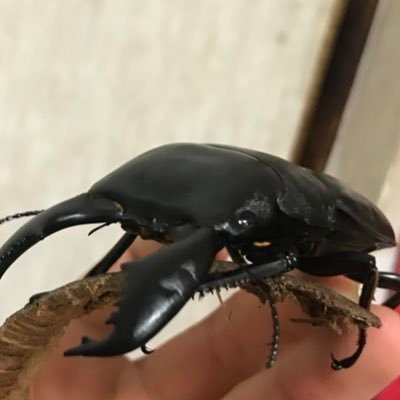 さわ على تويتر 隠れててかわいいw スマトラオオヒラタ クワガタ