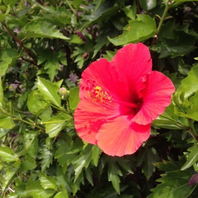 asps_asupin's profile picture. 