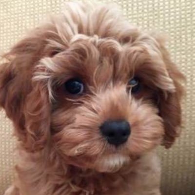 DailyPUPPIES3's profile picture. Nature And Animals Posts Daily