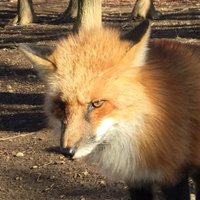 もっふる (@mofful_t) 's Twitter Profile