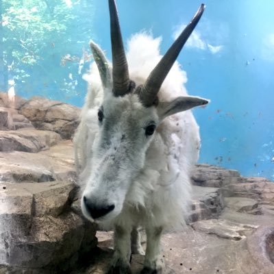 某動物園飼育員。仕事≠趣味？🤔発言は便所の落書き程度に思ってください。おっさんが好き勝手に呟くよ！