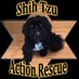 Shih Tzu Action Rescue (STAR) UK (@star_rescueuk) Twitter profile photo Shih Tzu Action Rescue (STAR) UK (@star_rescueuk) Twitter profile photo