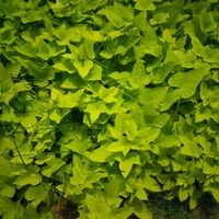 vishalc21176819's profile picture. 