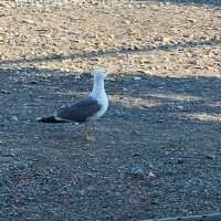 sed (@sedpeiorap) 's Twitter Profile Photo sed (@sedpeiorap) 's Twitter Profile Photo