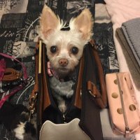 Lolathechi(@LolaGreeley4) 's Twitter Profile Photo