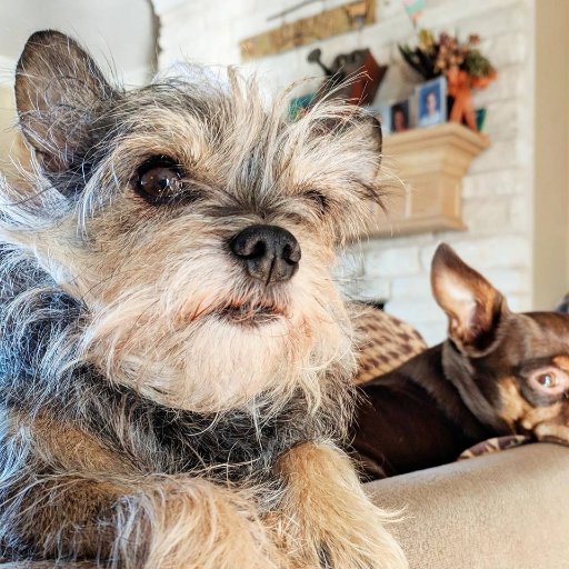 Just a minpin and her chizer sister living the farm life with their circus of animal friends in Austin, TX. Also at Coco_pixie on IG.