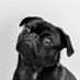 Pugs Daily (@PugsDailySA) Twitter profile photo