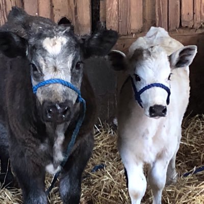 SharHeiser's profile picture. Grain Marketing & Farming, 4H, FFA,