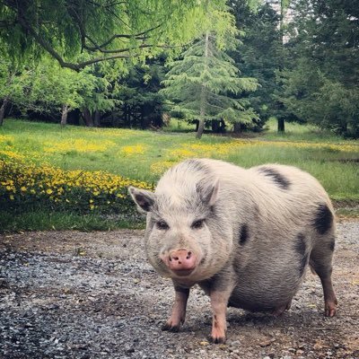 We are a farmed animal sanctuary founded by Miyoko Schinner. We provide a home for farm animals & educate school children about compassionate lifestyles.