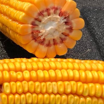 Atila_Deak's profile picture. Product Development Manager for @bayer4crops