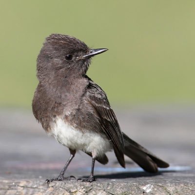 Librarian, data nerd, girl scout, birder, views expressed are my own