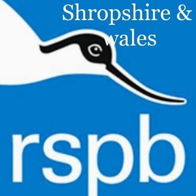 official Account for Shropshire and Wales rspb ©️