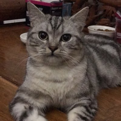 wujueqing's profile picture. Indie game publisher, used to be Blizzard Fan, 😩