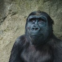 Guhrilla🦍 (@gurilla17) 's Twitter Profile