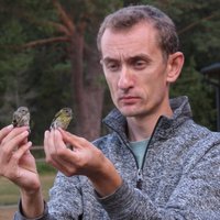 Tarvo Valker @birdinghaapsalu (@tarvovalker) 's Twitter Profile Photo Tarvo Valker @birdinghaapsalu (@tarvovalker) 's Twitter Profile Photo